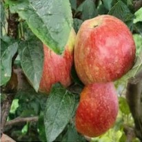 Shalimar II Apple